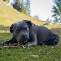 sonnenfeld_shepherds_logo