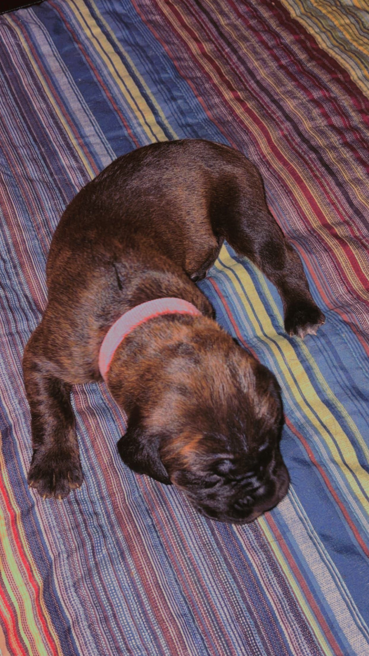 german shepherds in grand junction co