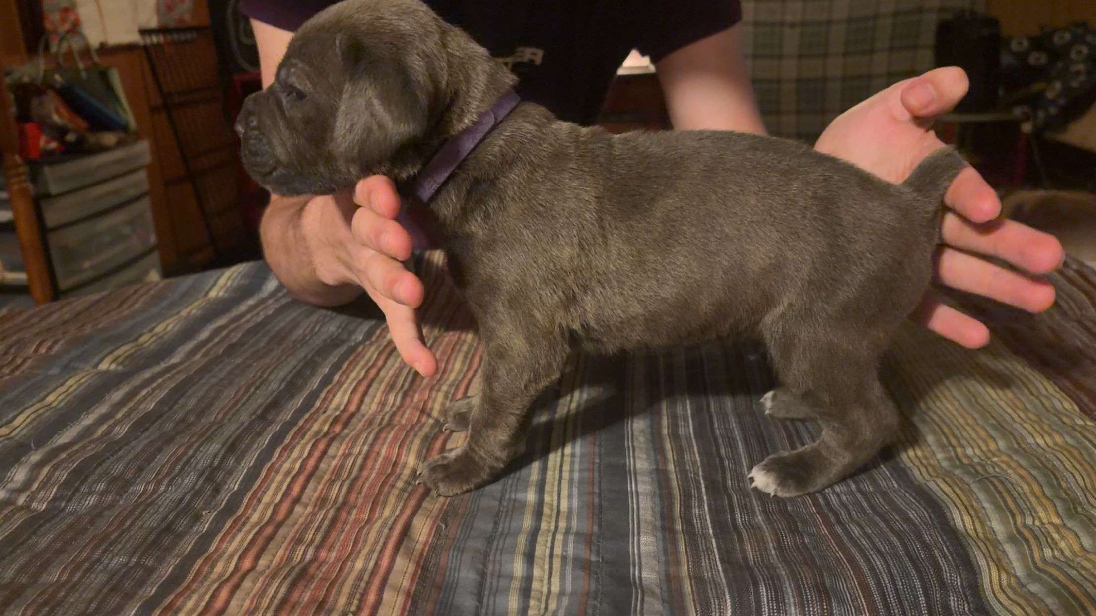 puppies from foley dachshunds available for sale