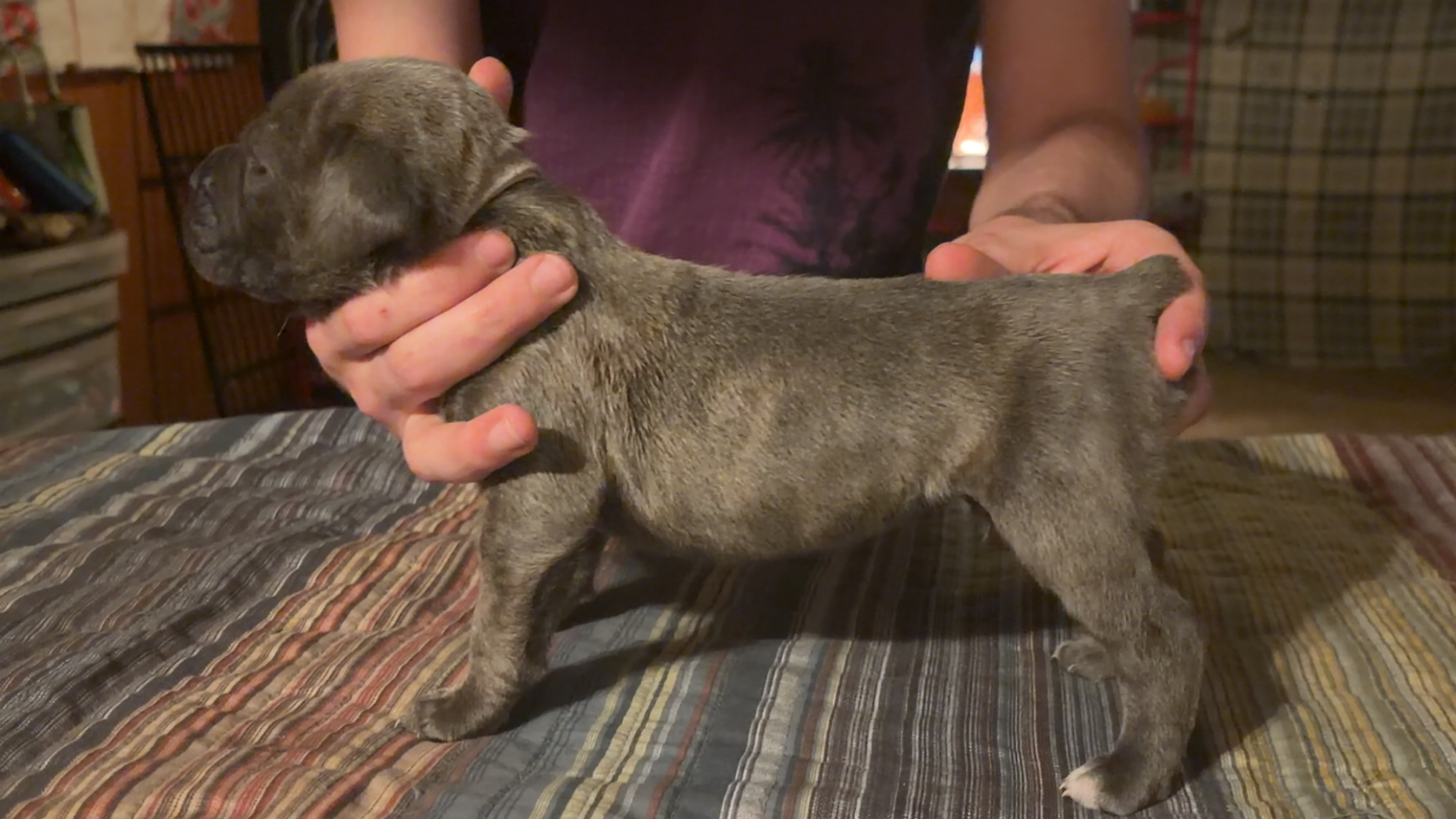 puppies from foley dachshunds available for sale