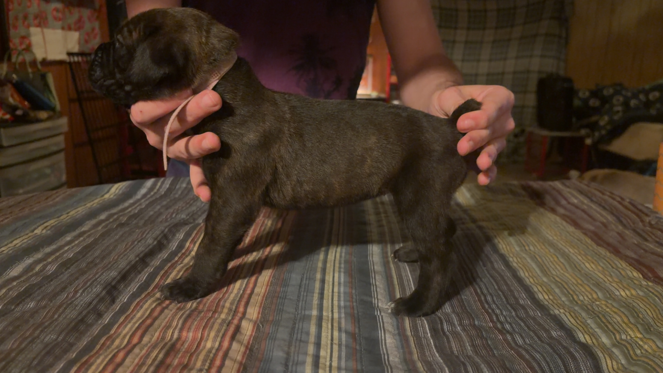 puppies from foley dachshunds available for sale