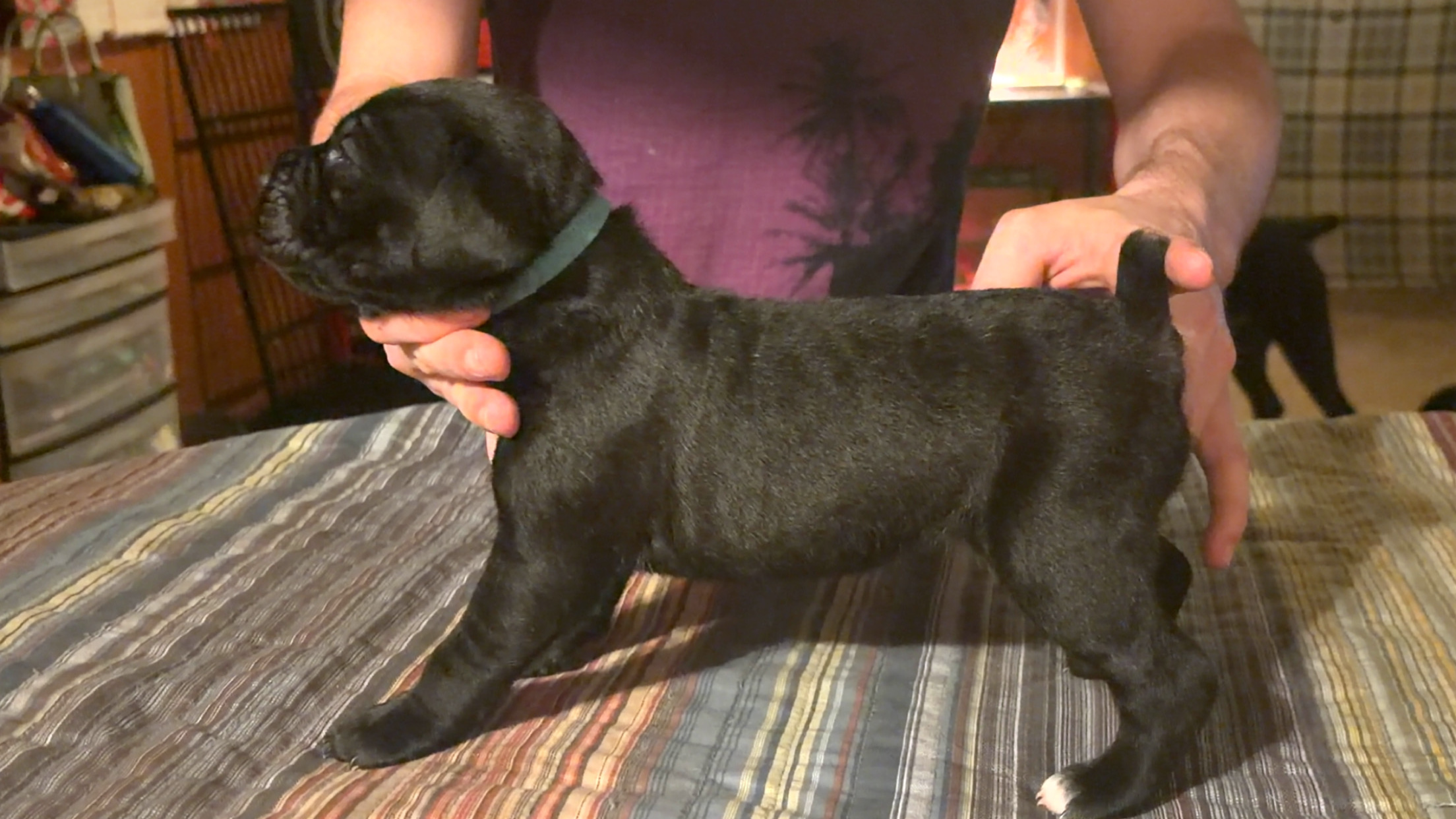 puppies from foley dachshunds available for sale